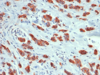 MUC1 Antibody / Mucin-1