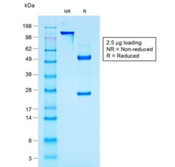 MUC1 Antibody / Mucin-1