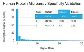 Chromogranin A Antibody