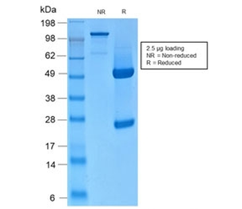 Basic Cytokeratin Antibody