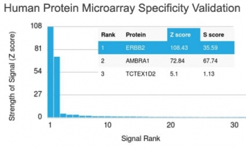 HER2 Antibody / ErbB2