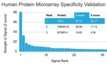 Kappa Light Chain Antibody