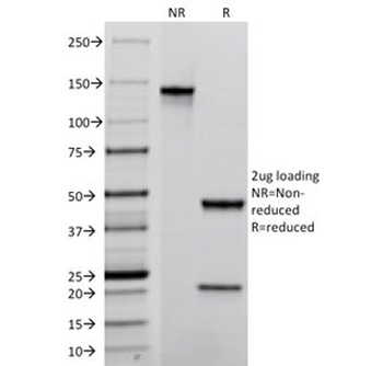 TROP2 Antibody