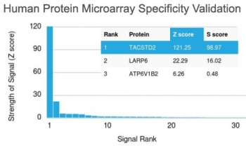 TROP2 Antibody