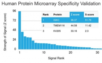 Kappa Light Chain Antibody