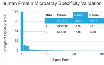 FCGRT Antibody / FcRn