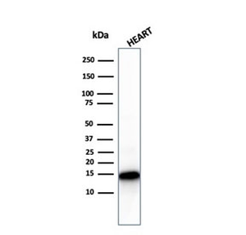 Recombinant Cytochrome C Antibody