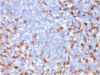 CD163 Antibody