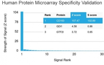 CD163 Antibody