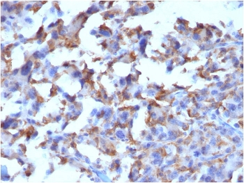 CD163 Antibody