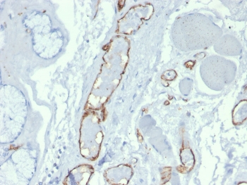 CD31 Antibody / PECAM-1