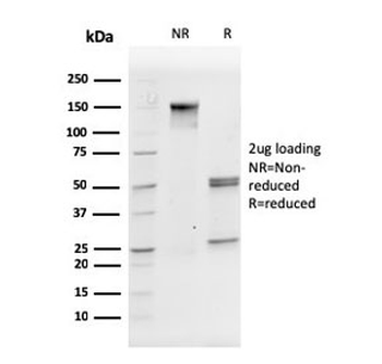 CD31 Antibody / PECAM-1