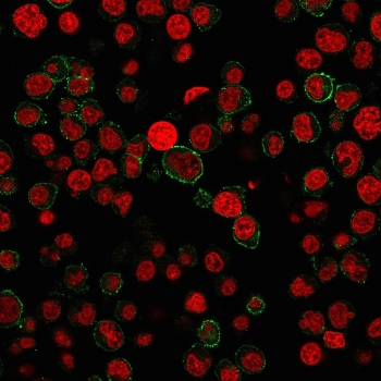 CD31 Antibody / PECAM-1