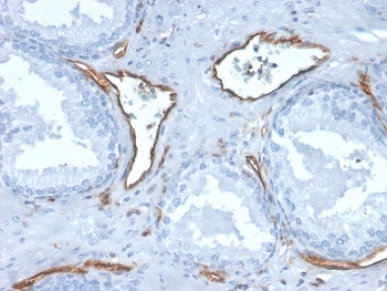 CD31 Antibody / PECAM-1