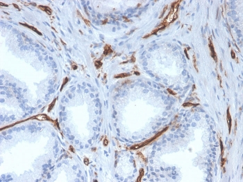 CD31 Antibody / PECAM-1