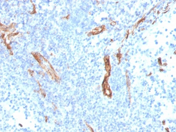 CD31 Antibody / PECAM-1