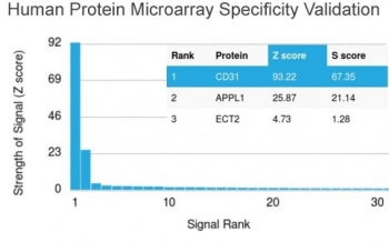 CD31 Antibody / PECAM-1