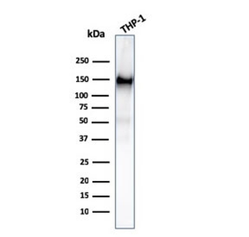 CD31 Antibody / PECAM-1