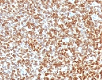 NKX2.2 Antibody