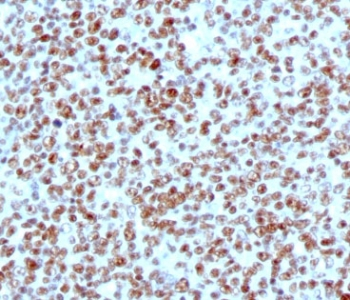 Nucleolin Antibody