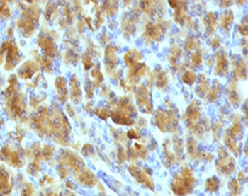 CELA3B Antibody / Elastase 3B