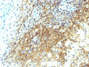 CD44v4 Antibody