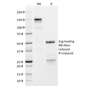 Glycoprotein 2 Antibody / GP2 / ZAP75