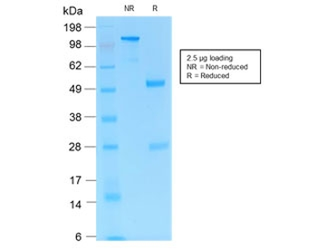 PDCD1 Antibody / PD-1 / PD1