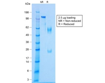 NKX2.2 Antibody