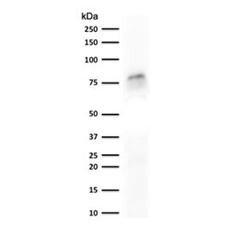 MCM7 Antibody