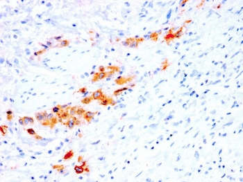 CD44v4 Antibody