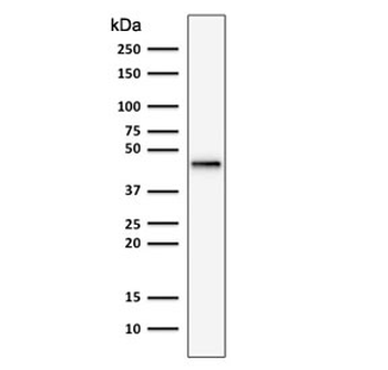 KRT19 Antibody / Cytokeratin 19