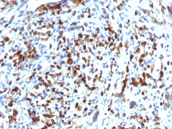 MyoD1 Antibody