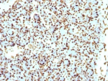 Histone H1 Antibody