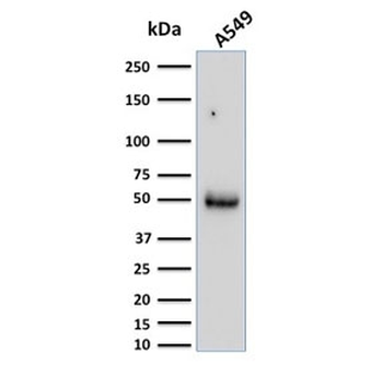 CD14 Antibody