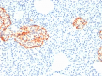 Chromogranin A Antibody