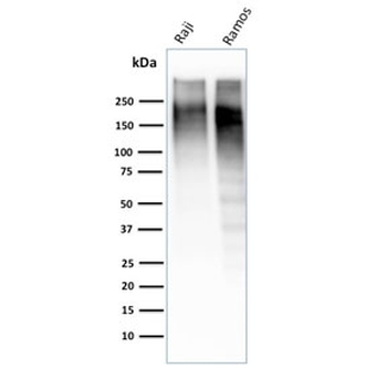 Ki67 Antibody