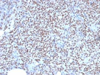 PU.1 Antibody / SPI1