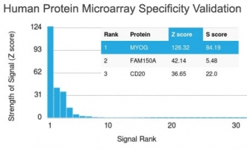 Myogenin Antibody / MYOG