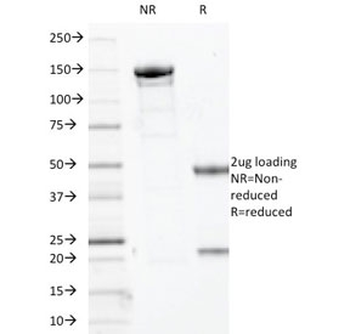 Myogenin Antibody / MYOG