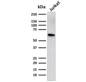 CD5 Antibody