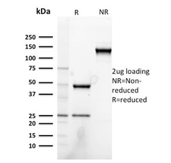 Neuregulin-1 Antibody / NRG1