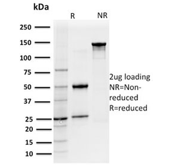 IL7R Antibody / CD127