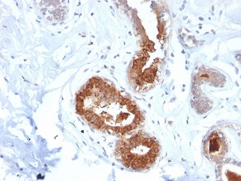 Mammaglobin A Antibody / SCGB2A2