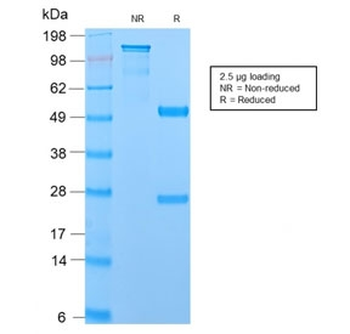 MUC1 Antibody / Mucin-1