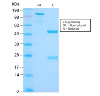 MUC2 Antibody / Mucin 2