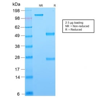 Bcl6 Antibody