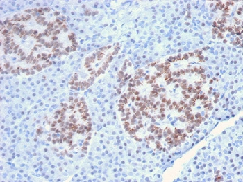 HNF1A Antibody