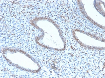 TLE1 Antibody