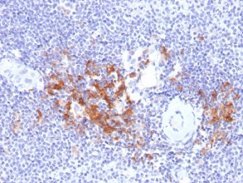 TRAF1 Antibody